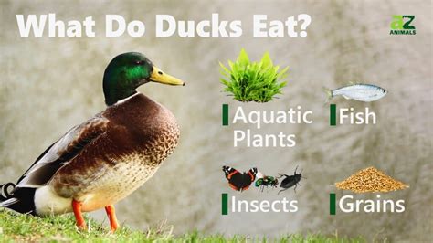 are duck and quail similar to eat - do ducks like flying quails.